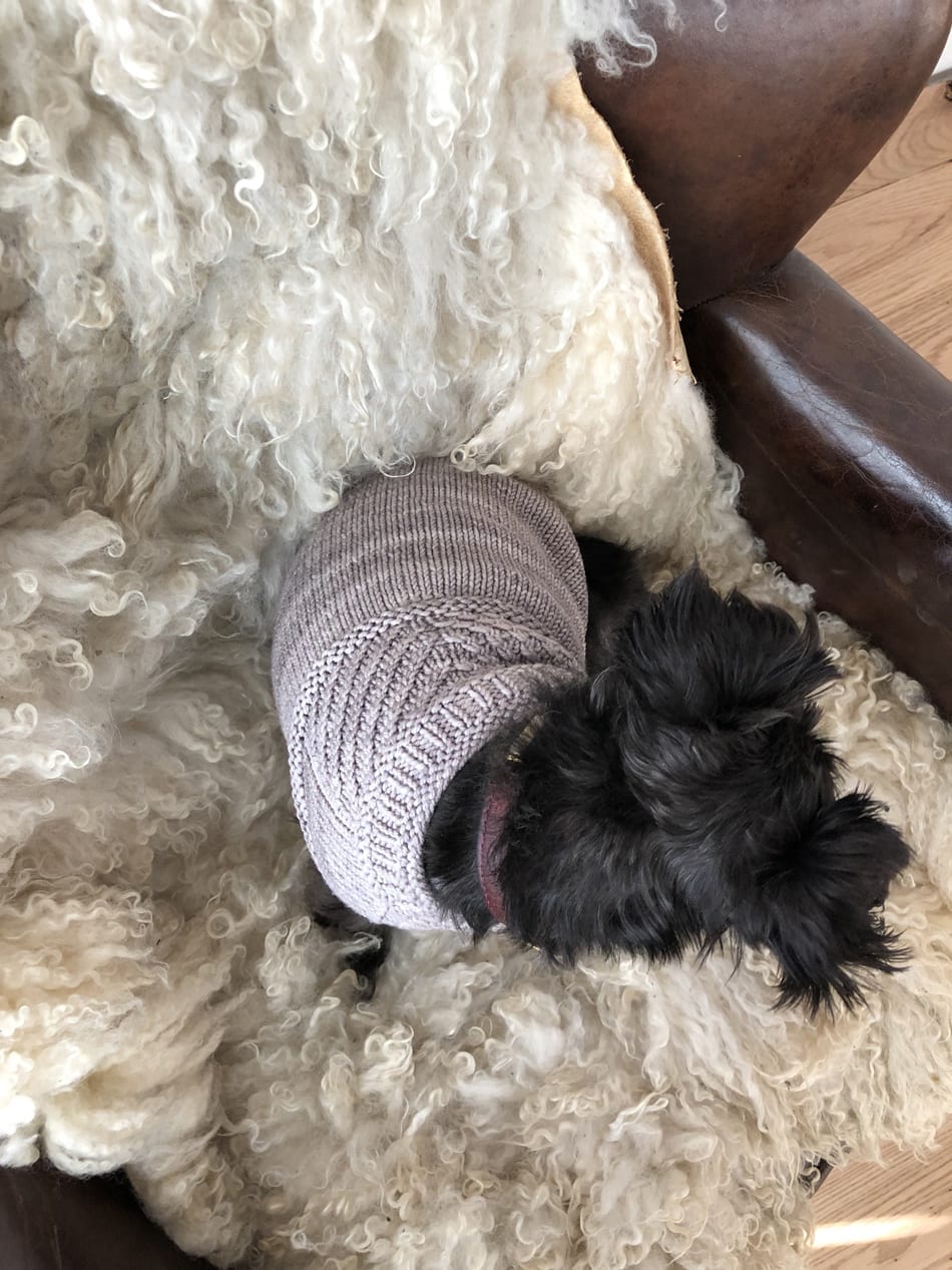 Harness friendly dog clearance sweater