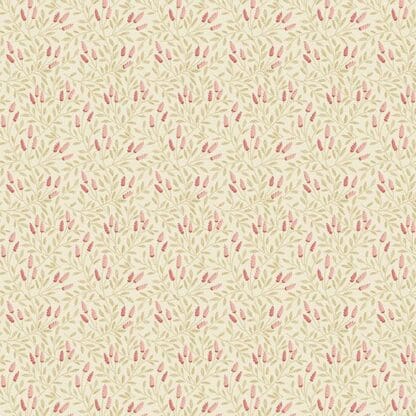 Strawberries and Cream - Reed - Cream